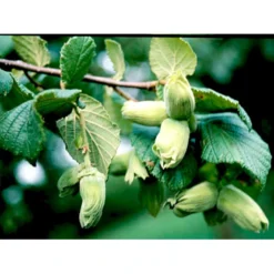 Storfrugtet Hassel 'Bolviller' Corylus Avellana 'Bolviller' 7,5 Liter Potte -Osmome Butik mi682 corylus avellana halle sche riesen 7f99