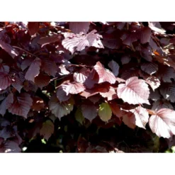 Purpurhassel Corylus Maxima 'Purpurea' Solitær Busk 150-200 Cm. - Med Klump -Osmome Butik mi684 corylus maxima purpurea 89f2