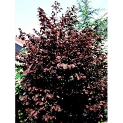 Purpurhassel Corylus Maxima 'Purpurea' Solitær Busk 150-200 Cm. - Med Klump -Osmome Butik mi684 corylus maxima purpurea 9797