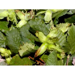 Storfrugtet Hassel 'Lamberts Filbert' Corylus Maxima 'Lamberts Filbert' 7,5 Liter Potte -Osmome Butik mi685 corylus avellana lambert filbert f309