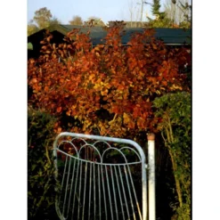 Parykbusk Cotinus Coggygria Trådklump,- 150-175 Cm.