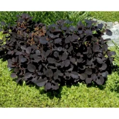 Rødbladet Parykbusk 'Royal Purple' Cotinus Coggygria 'Royal Purple' Potte 2,0 Liter,- 30-40 Cm. -Osmome Butik mi697 cotinus coggygria royal purple 5f55