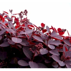 Rødbladet Parykbusk 'Royal Purple' Cotinus Coggygria 'Royal Purple' Potte 2,0 Liter,- 30-40 Cm. -Osmome Butik mi697 cotinus coggygria royal purple 6ed7