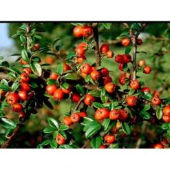 Dværgmispel Cotoneaster Dammeri 'Coral Beauty' Opstammet 80 Cm. 7,5 Liter Potte -Osmome Butik mi699 cotoneaster suecicus coral beauty 742e