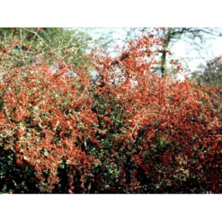 Kinesisk Dværgmispel Cotoneaster Dielsianus Solitær Busk 150-200 Cm. - Med Klump