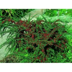 Fiskeben-Dværgmispel 'Cotali' Cotoneaster Horizontalis 'Cotali' 3,5 Liter Potte -Osmome Butik mi707 cotoneaster cotali 9f2b