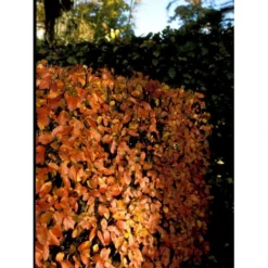 Glansdværgmispel Cotoneaster Lucidus Potte 4,0 Liter,- 50-60 Cm. -Osmome Butik mi708 cotoneaster lucidus db7c