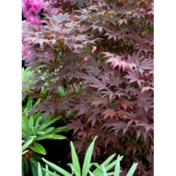 Japansk Ahorn 'Atropurpureum' Acer Palmatum 'Atropurpureum' Potte 4,0 Liter,- 60-80 Cm. -Osmome Butik mi72 acer palmatum atropurpureum 39d1