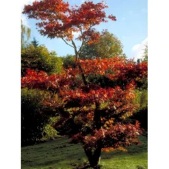 Japansk Ahorn 'Atropurpureum' Acer Palmatum 'Atropurpureum' Potte 4,0 Liter,- 60-80 Cm. -Osmome Butik mi72 acer palmatum atropurpureum 6874