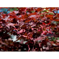 Japansk Ahorn 'Atropurpureum' Acer Palmatum 'Atropurpureum' Potte 4,0 Liter,- 60-80 Cm. -Osmome Butik mi72 acer palmatum atropurpureum b150