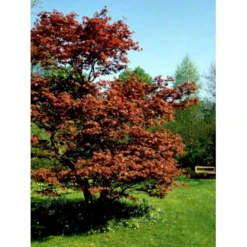 Japansk Ahorn 'Atropurpureum' Acer Palmatum 'Atropurpureum' Potte 4,0 Liter,- 60-80 Cm. -Osmome Butik mi72 acer palmatum atropurpureum c050