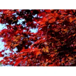 Japansk Ahorn 'Atropurpureum' Acer Palmatum 'Atropurpureum' Potte 4,0 Liter,- 60-80 Cm. -Osmome Butik mi72 acer palmatum atropurpureum ecd3