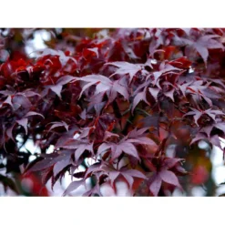 Japansk Ahorn 'Atropurpureum' Acer Palmatum 'Atropurpureum' Potte 4,0 Liter,- 60-80 Cm. -Osmome Butik mi72 acer palmatum atropurpureum fd60