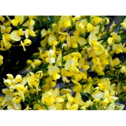 Vårgyvel Cytisus Praecox 'Allgold' Potte 2 Liter.