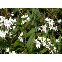 Lille Stjernetop 'Nikko' Deutzia 'Nikko' 3,5 Liter Potte -Osmome Butik mi754 deutzia gracilis nikko 609b