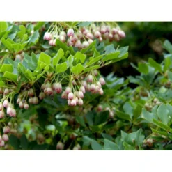 Pagodebusk Enkianthus Campanulatus Trådklump,- 125-150 Cm. -Osmome Butik mi845 enkianthus campanulatus 29bc