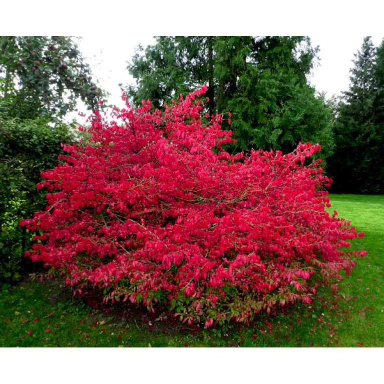 Vinget Benved Euonymus Alatus Med Klump,- 80-100 Cm. 1 Vinget Benved Euonymus Alatus Med Klump,- 80-100 Cm.