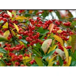 Almindelig Benved 'Red Cascade' Euonymus Europaeus 'Red Cascade' 5 Liter Potte -Osmome Butik mi904 euonymus europaeus red cascade 4499