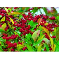 Almindelig Benved 'Red Cascade' Euonymus Europaeus 'Red Cascade' 5 Liter Potte -Osmome Butik mi904 euonymus europaeus red cascade 6944