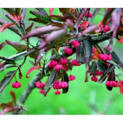 Almindelig Benved 'Red Cascade' Euonymus Europaeus 'Red Cascade' 5 Liter Potte -Osmome Butik mi904 euonymus europaeus red cascade 74f9