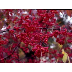 Almindelig Benved 'Red Cascade' Euonymus Europaeus 'Red Cascade' 5 Liter Potte -Osmome Butik mi904 euonymus europaeus red cascade 928a