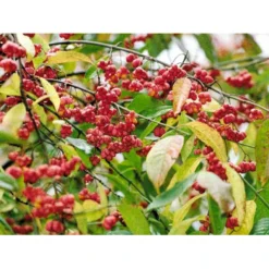 Almindelig Benved 'Red Cascade' Euonymus Europaeus 'Red Cascade' 5 Liter Potte -Osmome Butik mi904 euonymus europaeus red cascade ebb7