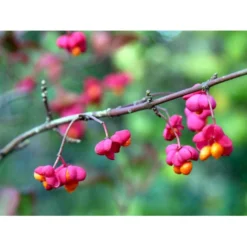 Almindelig Benved 'Red Cascade' Euonymus Europaeus 'Red Cascade' 5 Liter Potte -Osmome Butik mi904 euonymus europaeus red cascade f8f9