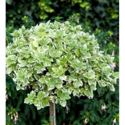 Benved 'Emerald Gaiety' Euonymus Fortunei 'Emerald Gaiety' Opstammet 120 Cm. Med Potte