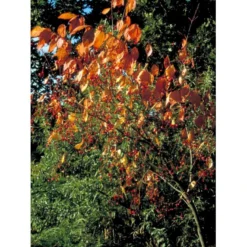 Kirsebærbenved Euonymus Planipes Med Klump,- 100-120 Cm.