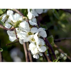 Perlebusk 'The Bride' Exochorda Marcrantha 'The Bride' 2,5 Liter -Osmome Butik mi924 exochorda the bride 3859
