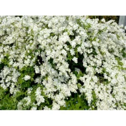 Perlebusk 'The Bride' Exochorda Marcrantha 'The Bride' 2,5 Liter -Osmome Butik mi924 exochorda the bride 5a14