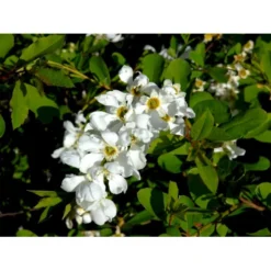 Perlebusk 'The Bride' Exochorda Marcrantha 'The Bride' 2,5 Liter -Osmome Butik mi924 exochorda the bride 6f79