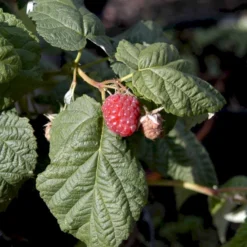 Efterårs Hindbær 'Autumn Bliss'® Rubus Idaeus 'Autumn Bliss'® Barrods,- 8-10 Mm. Rodhals. -Osmome Butik p1048 48837 rubus idaeus autumn bliss d57e