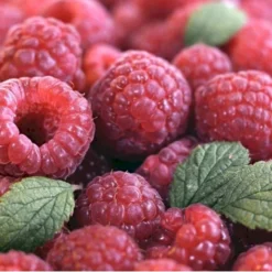 Efterårs Hindbær 'Autumn Bliss'® Rubus Idaeus 'Autumn Bliss'® Barrods,- 8-10 Mm. Rodhals. -Osmome Butik p1048 48838 rubus idaeus autumn bliss 09ae