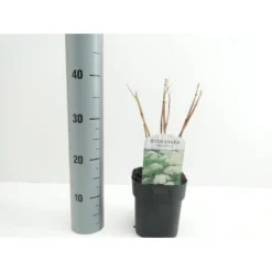 Træagtig Hortensia 'Annabelle' Hydrangea Arborescens 'Annabelle' Potte 2,0 Liter,- 30-40 Cm.