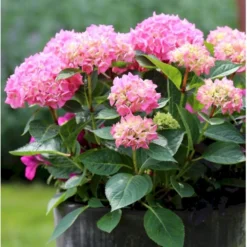 Hortensia 'Bouquet Rose' Hydrangea Macrophylla 'Bouquet Rose' 3,5 Liter Potte