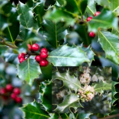 Kristtorn Ilex Aquifolium Med Klump,- 150-175 Cm.