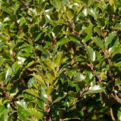 Kristtorn 'Blue Prince' Ilex Meserveae 'Blue Prince' Med Klump,- 125-150 Cm.