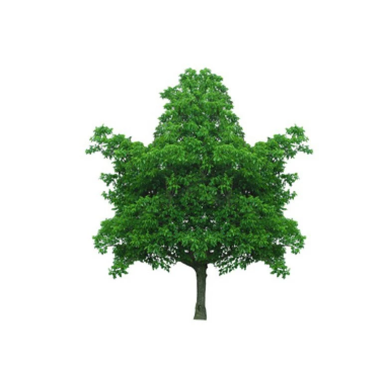 Almindelig Valnød Juglans Regia Heister 200-250 Cm. Med Potte 1 Almindelig Valnød Juglans Regia Heister 200-250 Cm. Med Potte