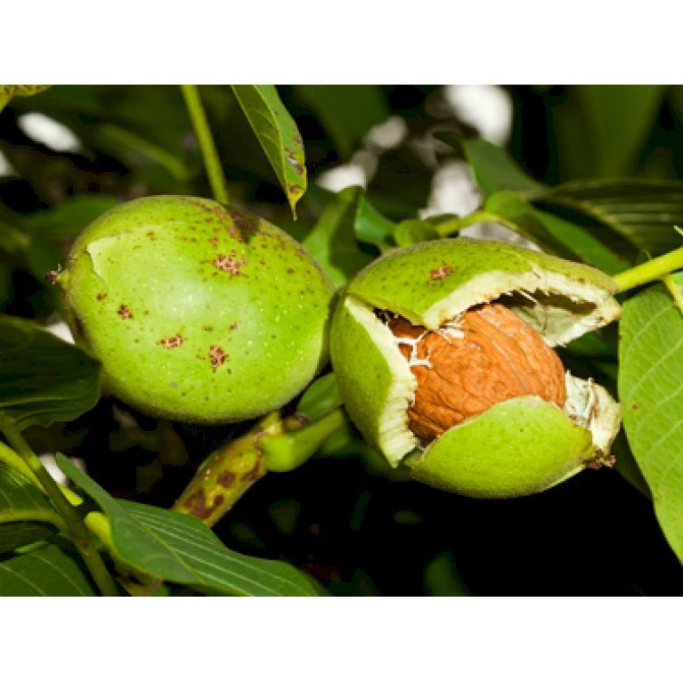 Almindelig Valnød Juglans Regia Heister 200-250 Cm. Med Potte 3 Almindelig Valnød Juglans Regia Heister 200-250 Cm. Med Potte - Billede 3