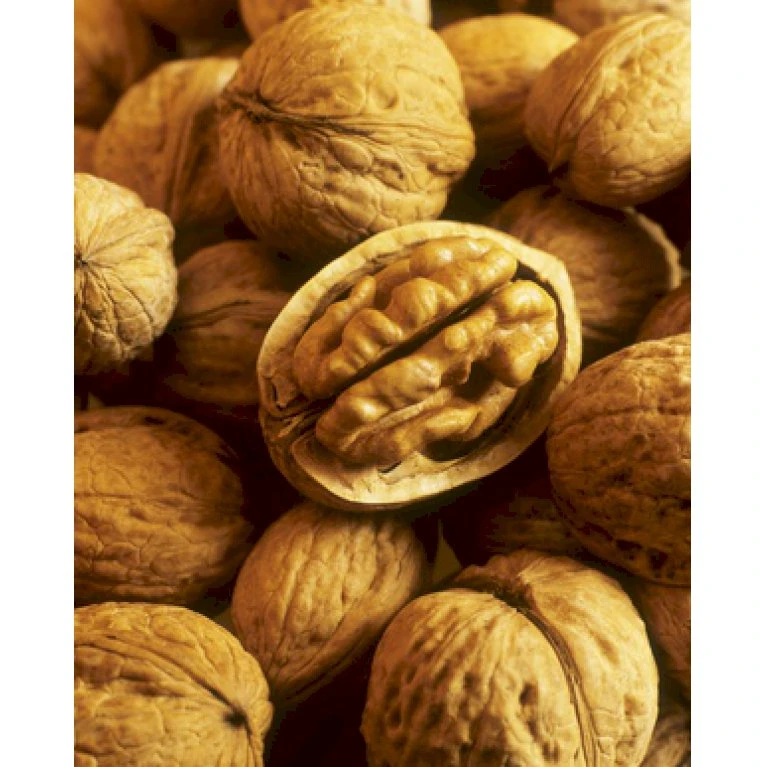 Almindelig Valnød Juglans Regia Heister 200-250 Cm. Med Potte 4 Almindelig Valnød Juglans Regia Heister 200-250 Cm. Med Potte - Billede 4