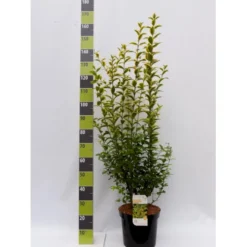Gul Bredbladet Liguster Ligustrum Ovalifolium 'Aureum' Potte 12 Liter,- 100-125 Cm.