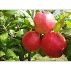 Æble 'Collina' Malus X 'Collina' 4-8 Grene. 120-160 Cm. Potte, (M7) 5 Æble 'Collina' Malus X 'Collina' 4-8 Grene. 120-160 Cm. Potte, (M7) -Osmome Butik p12815 7533 malus x collina 866e