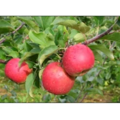 Æble 'Santana' - Allergifri Malus X 'Santana' - Allergifri 4-8 Grene. 120-160 Cm. Potte, (M7)