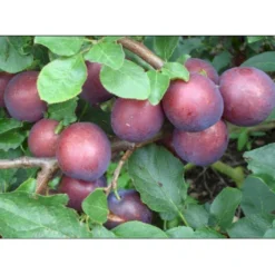 Blomme 'Ive' Prunus Domestica 'Ive' 4-8 Grene, 130-170 Cm. 10 Liter Potte. (S.J.A.)