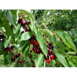 Sød Kirsebær 'Skeena' - Selvbestøvende Prunus X 'Skeena' - Selvbestøvende Dværgtræ, 3-5 Grene, 6,7 Liter Potte, 80-100 Cm. -Osmome Butik p12847 7547 prunus x skeena selvbestoevende 73fe