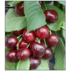 Sød Kirsebær 'Sweetheart' - Selvbestøvende Prunus X 'Sweetheart' - Selvbestøvende Dværgtræ, 3-5 Grene, 6,7 Liter Potte, 80-100 Cm.