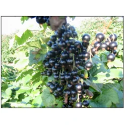 Solbær 'Ben Gairn' Ribes Nigrum 'Ben Gairn' 3,5 Liter Potte