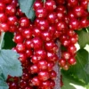 Ribs 'Rovada' Ribes Rubrum 'Rovada' Potte 2,0 Liter,- Opbundet