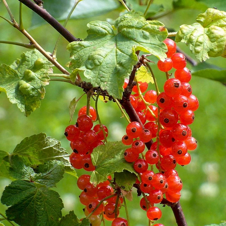 Ribs 'Rovada' Ribes Rubrum 'Rovada' Potte 2,0 Liter,- Opbundet 2 Ribs 'Rovada' Ribes Rubrum 'Rovada' Potte 2,0 Liter,- Opbundet - Billede 2